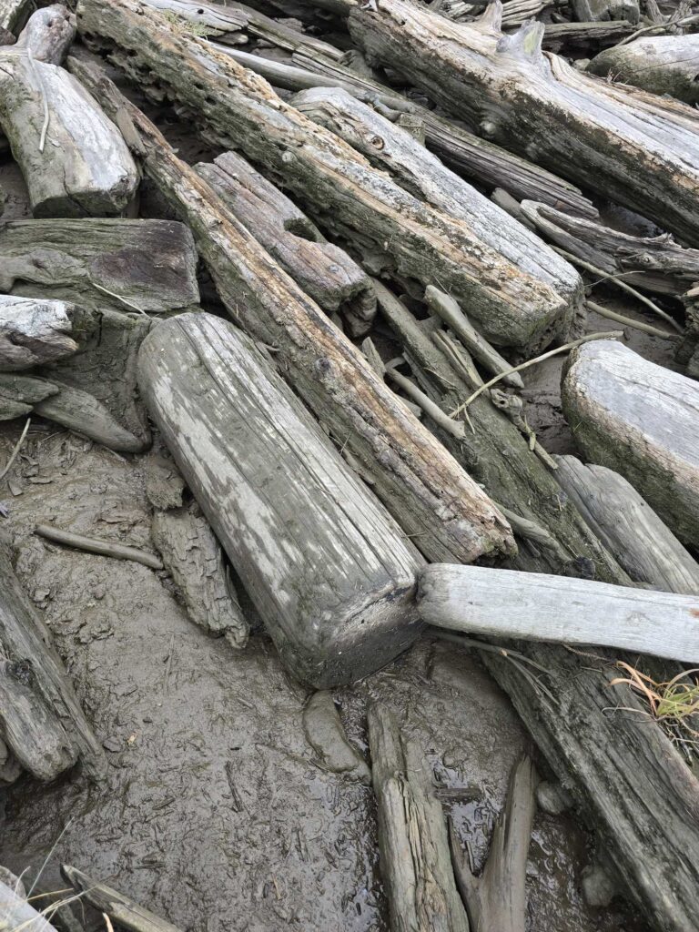 a pile of cut logs (MyCoast AI)