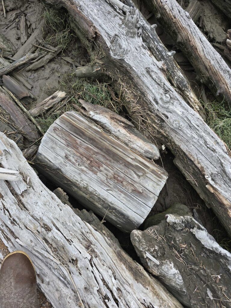 a pile of wood (MyCoast AI)