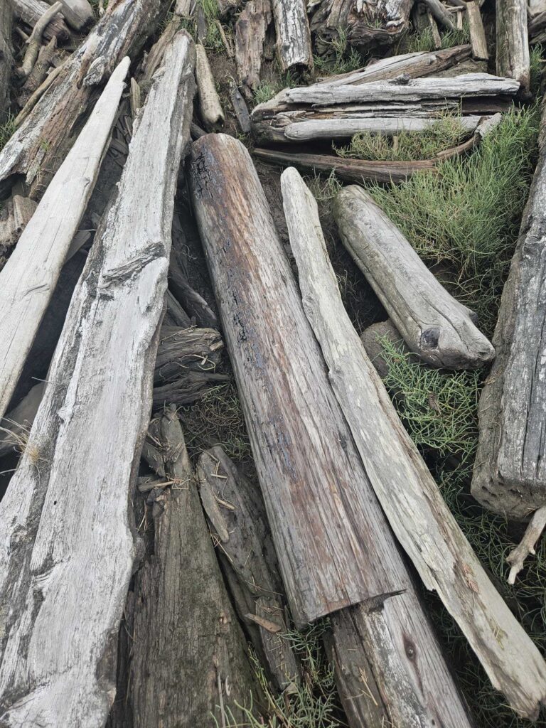 a group of logs (MyCoast AI)