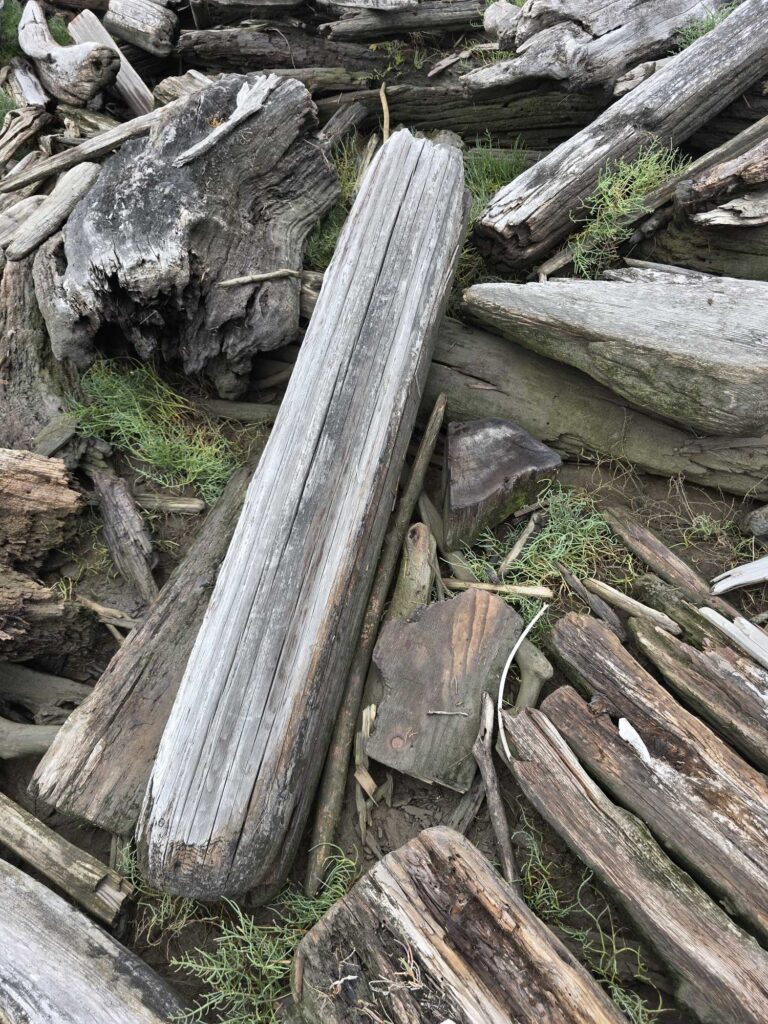 a group of logs (MyCoast AI)