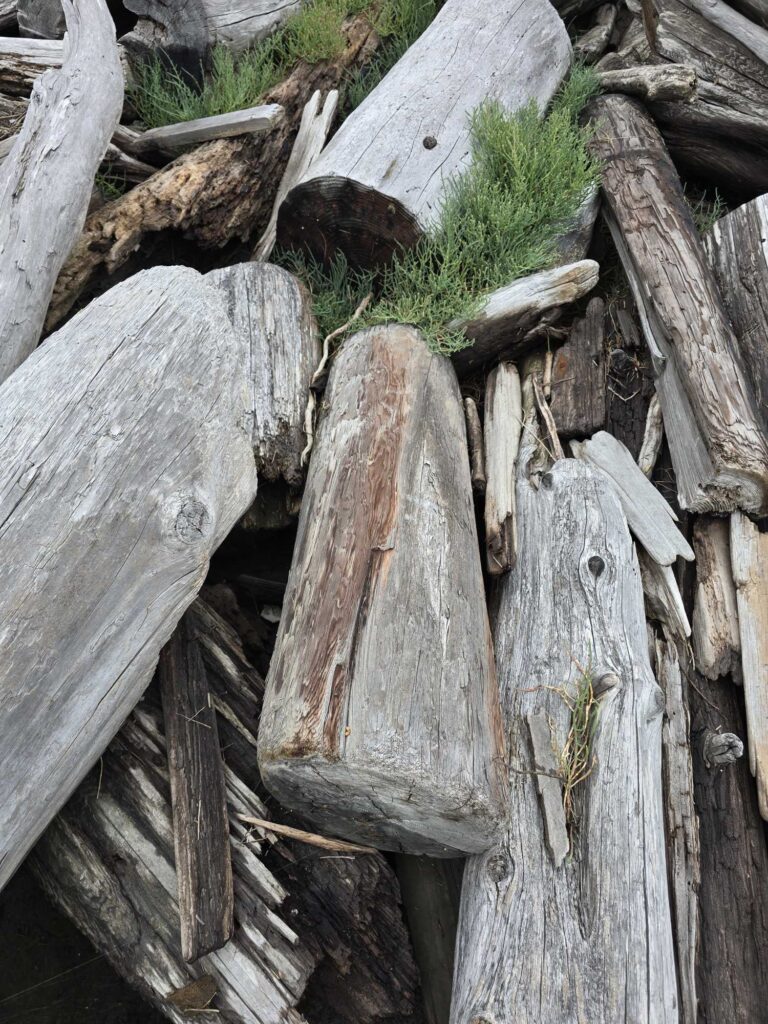 a group of logs (MyCoast AI)