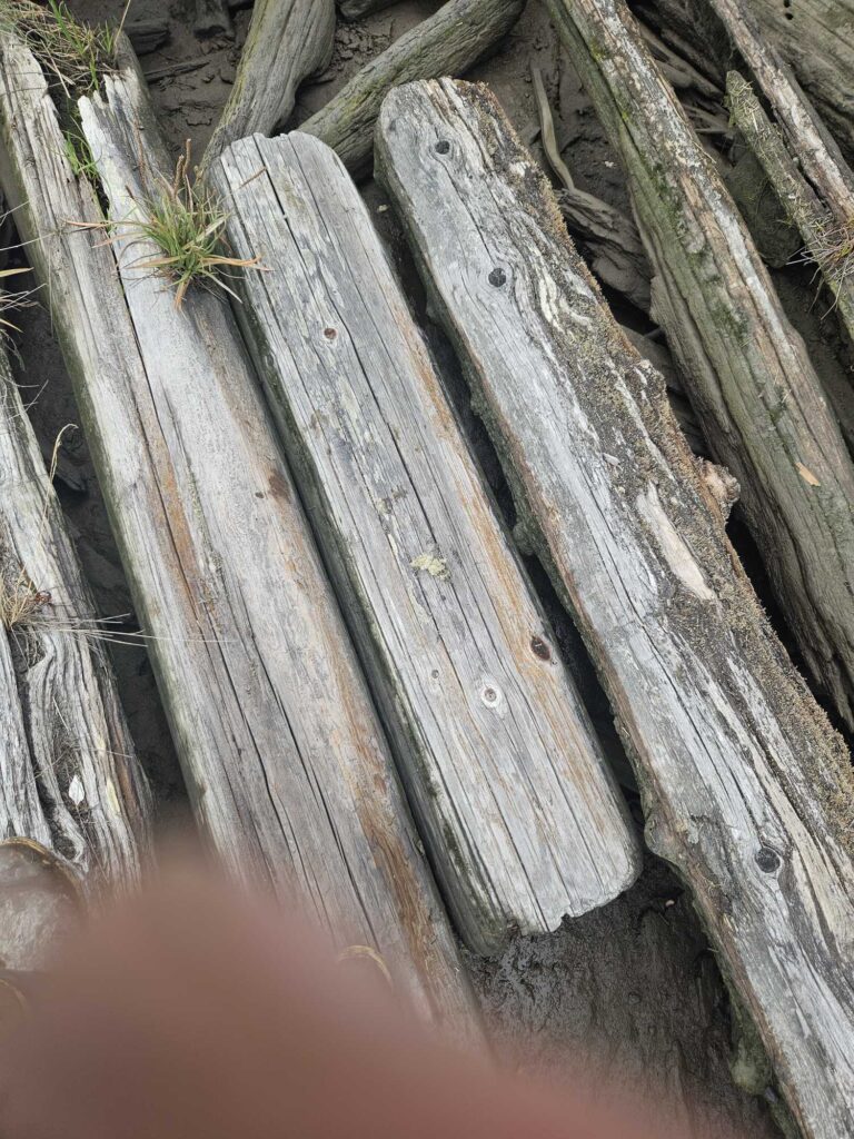 a close up of a tree trunk (MyCoast AI)