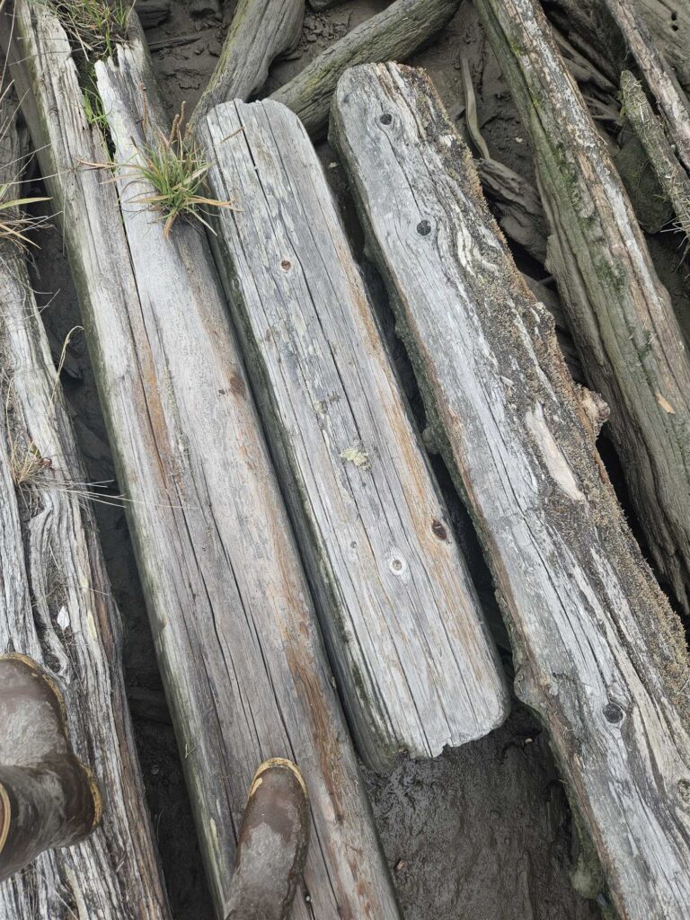a close up of a tree trunk (MyCoast AI)