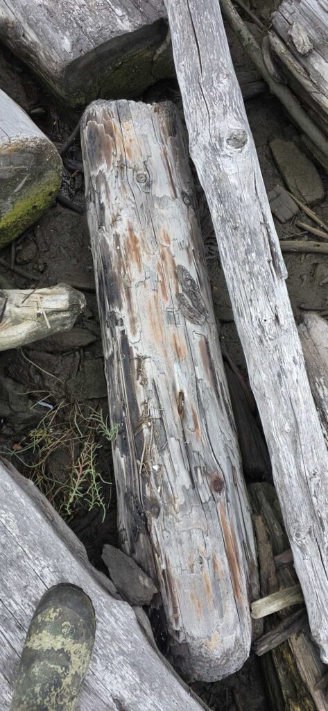 a close up of a tree trunk (MyCoast AI)