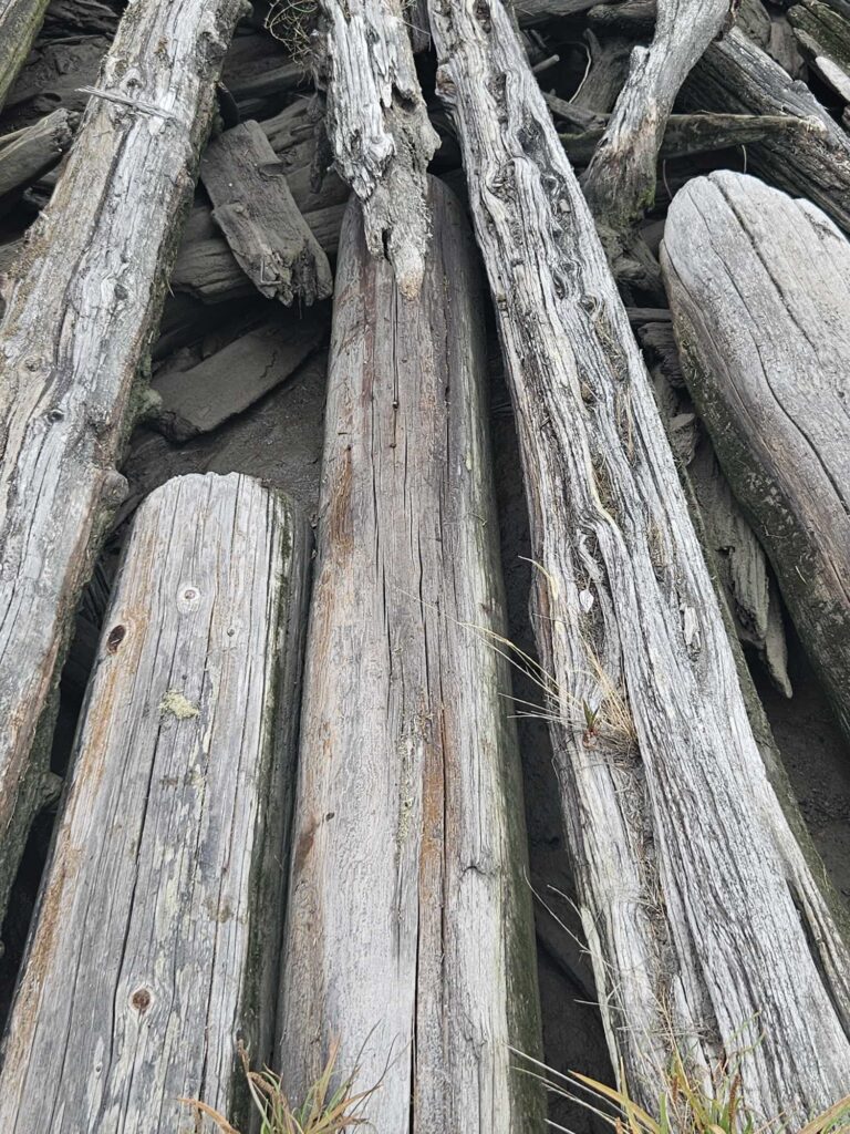 a group of cut logs (MyCoast AI)