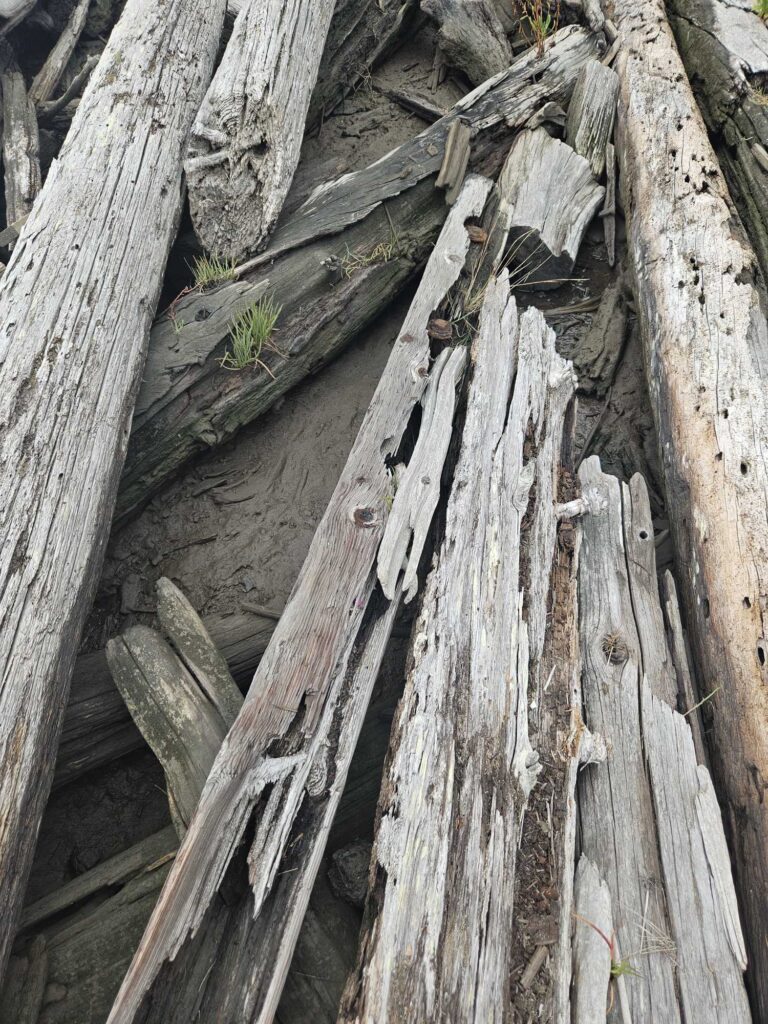 a group of cut logs (MyCoast AI)