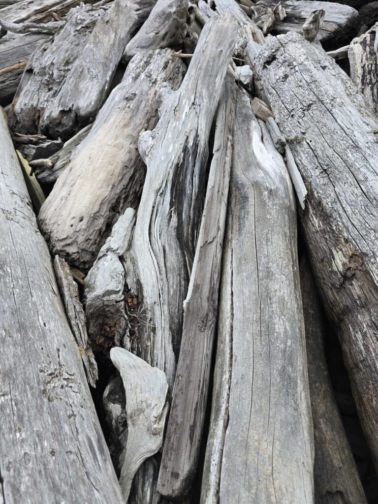 a close up of a tree trunk (MyCoast AI)