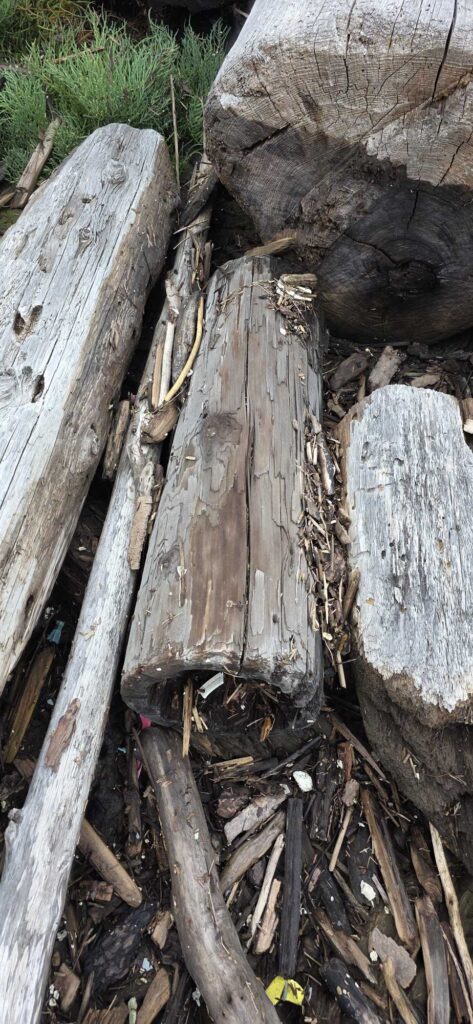 a group of logs (MyCoast AI)