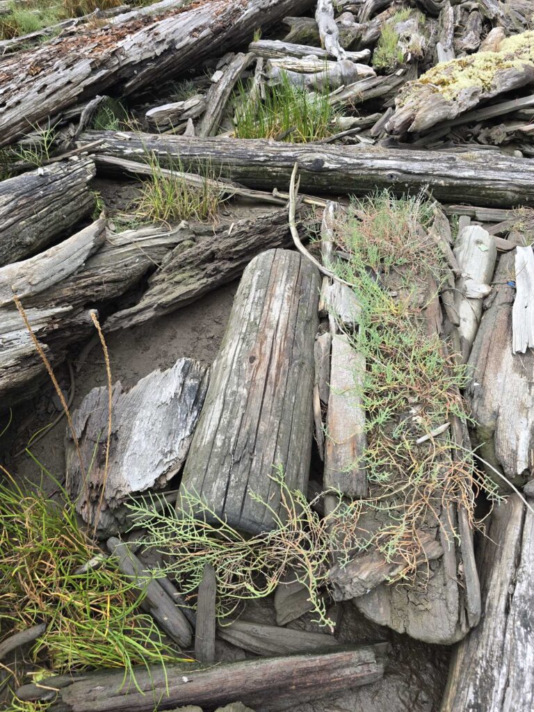 a pile of cut down trees (MyCoast AI)