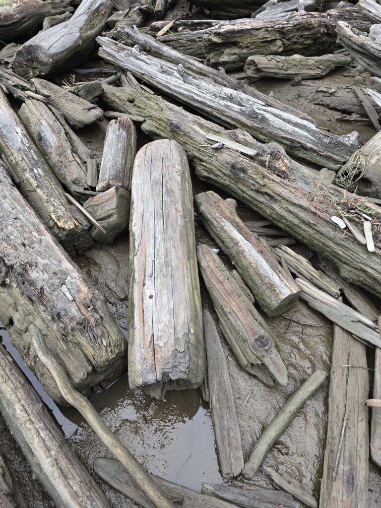 a pile of wood (MyCoast AI)