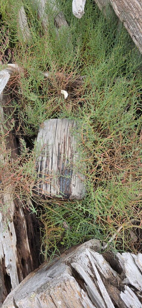 a log in the grass (MyCoast AI)