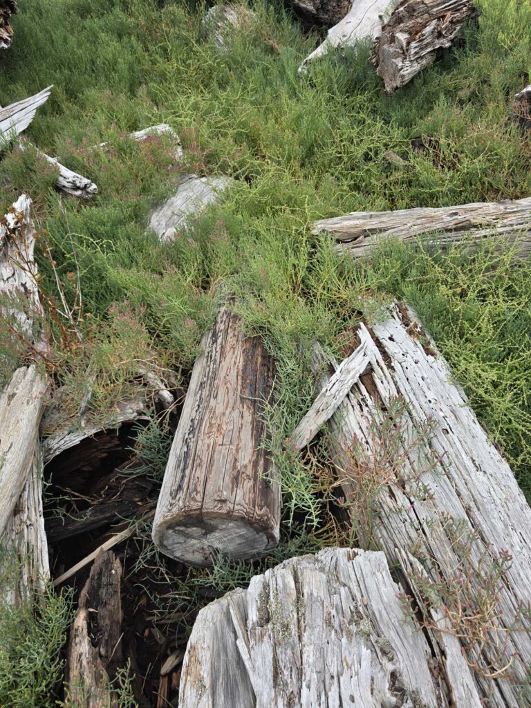 a group of logs in a grassy area (MyCoast AI)