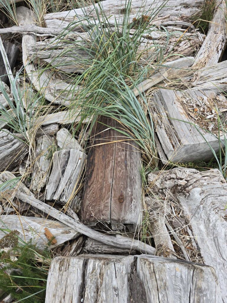 a tree stump with a plant growing out of it (MyCoast AI)