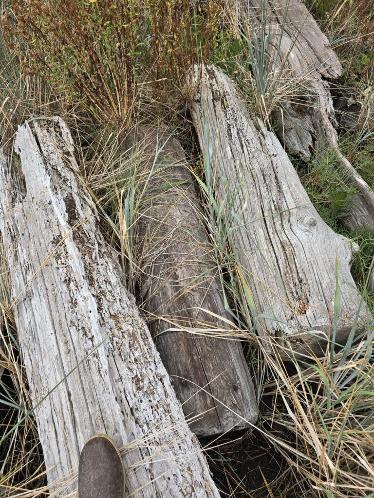 a group of logs (MyCoast AI)