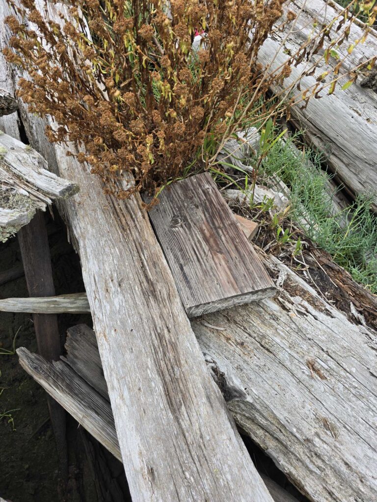 a wooden fence with a tree growing on it (MyCoast AI)