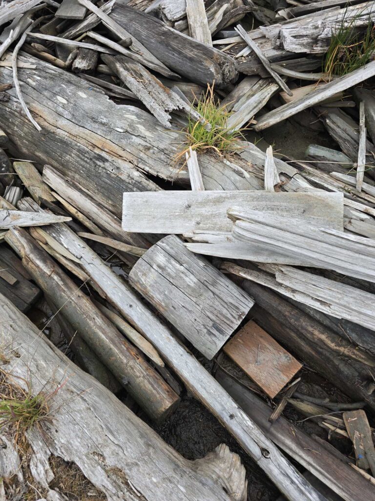 a pile of wood (MyCoast AI)