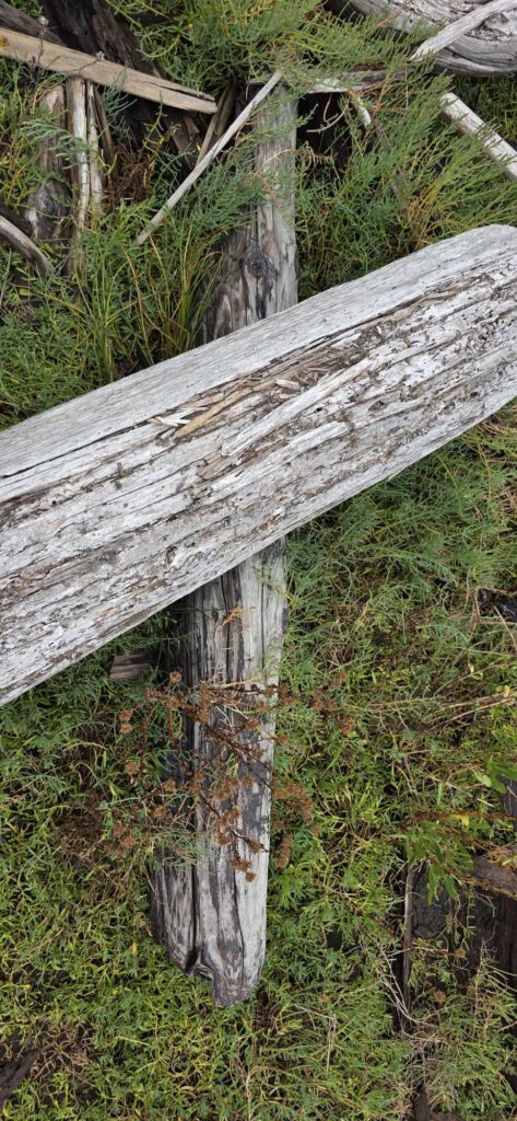 a log in the grass (MyCoast AI)
