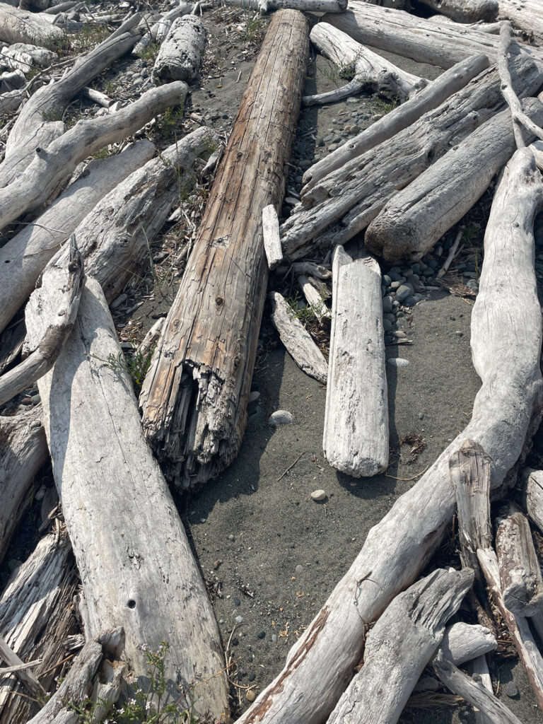a group of cut trees (MyCoast AI)
