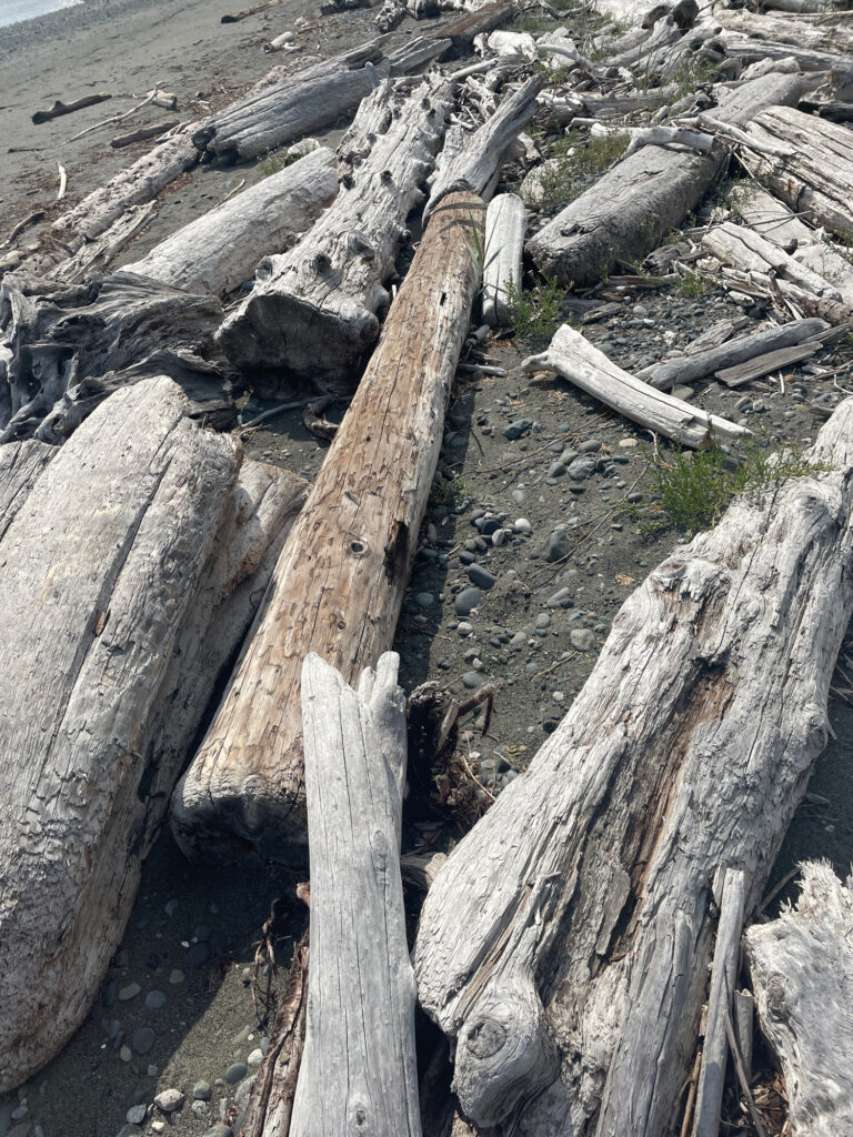 a group of logs (MyCoast AI)