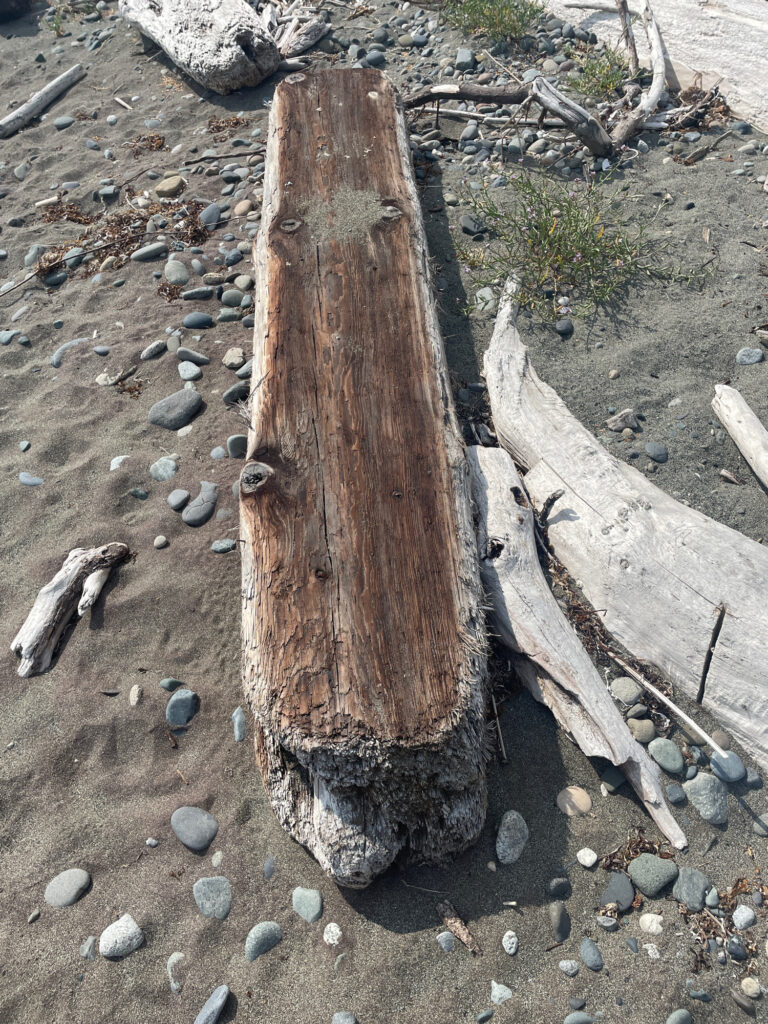 a couple of wooden logs in a rocky area (MyCoast AI)