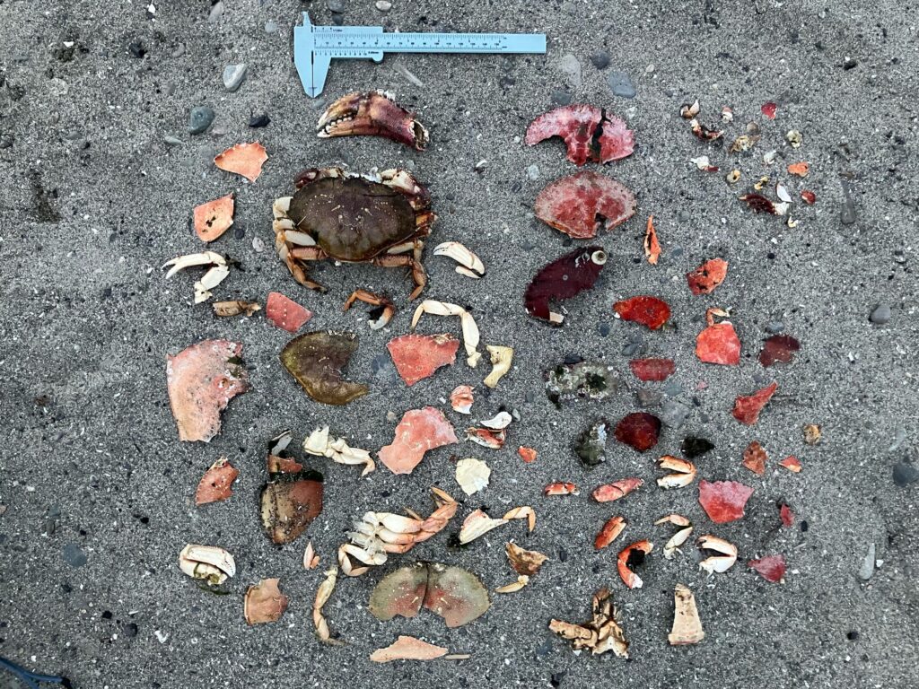 a group of brown and white objects on a concrete surface (MyCoast AI)