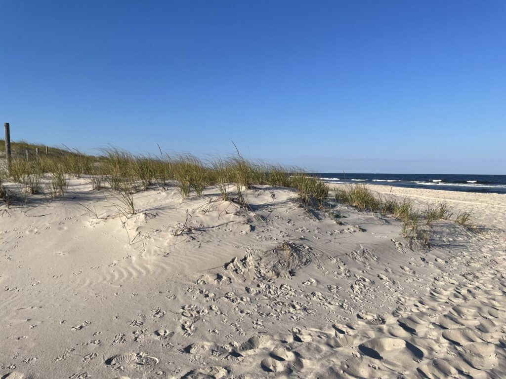 a sandy beach with plants and sand (MyCoast AI)