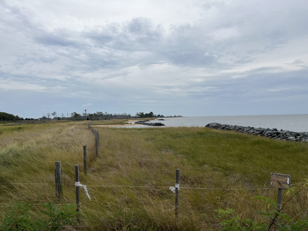 a grassy area next to a body of water (MyCoast AI)