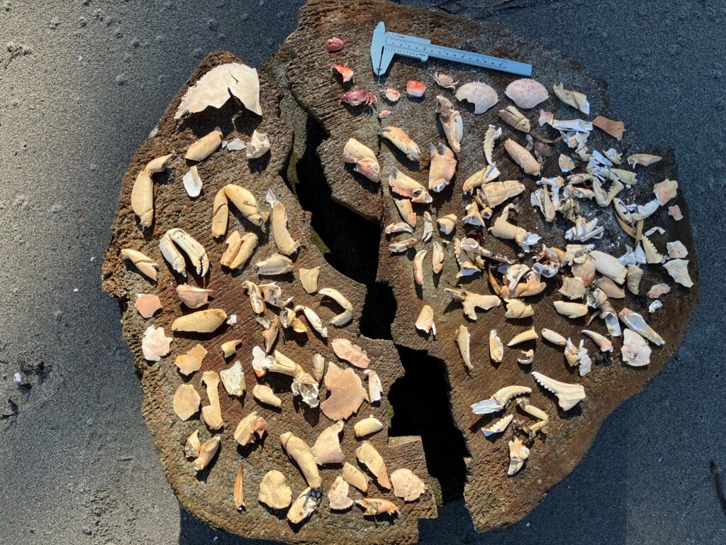 a pile of wood (MyCoast AI)
