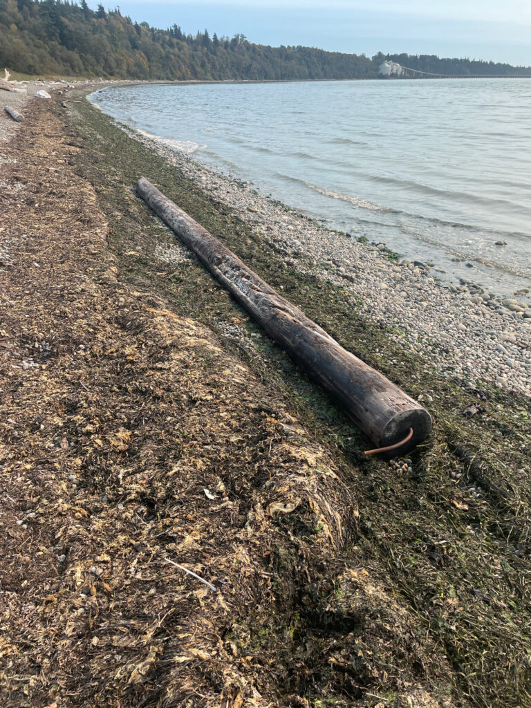 a pipe on a beach (MyCoast AI)