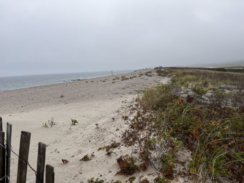 a sandy beach with plants and water (MyCoast AI)