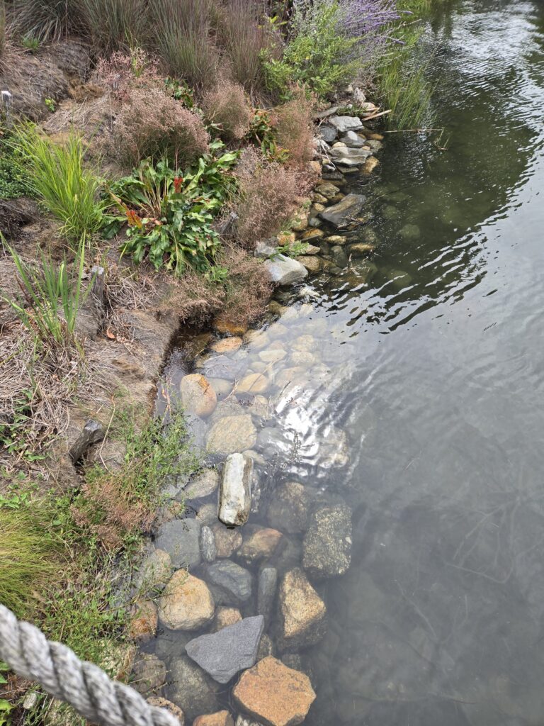 a stream of water with rocks and plants around it (MyCoast AI)