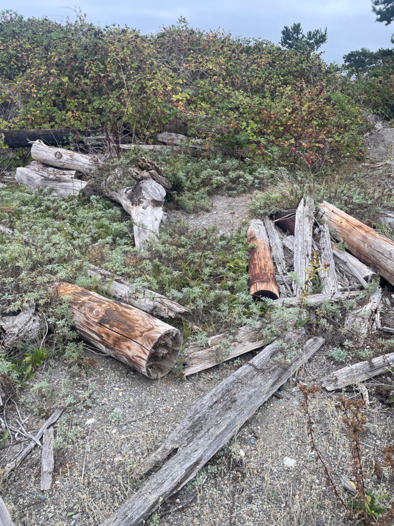 a group of logs in a forest (MyCoast AI)