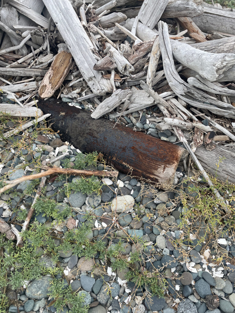 a pile of wood and sticks (MyCoast AI)