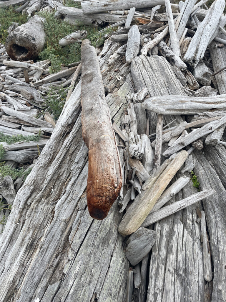 a pile of cut logs (MyCoast AI)