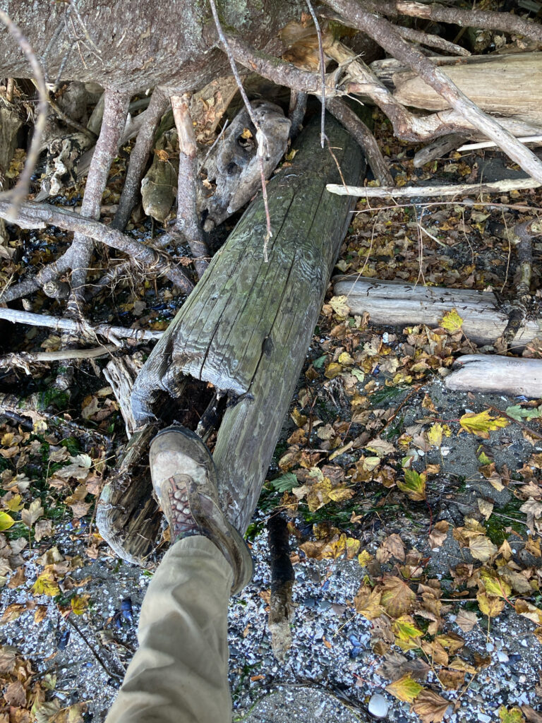 a person holding a tree branch (MyCoast AI)