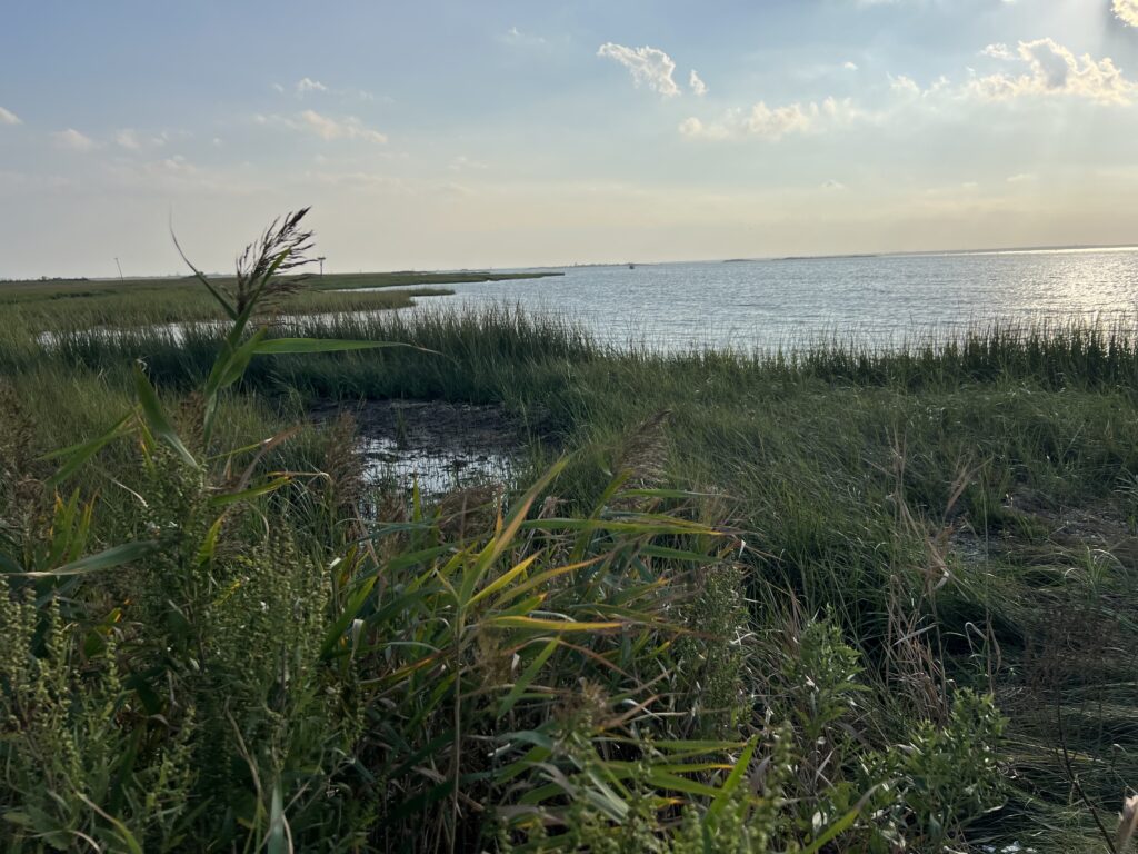 a grassy area with water in the background (MyCoast AI)