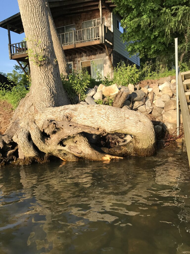 a tree trunk in the water (MyCoast AI)