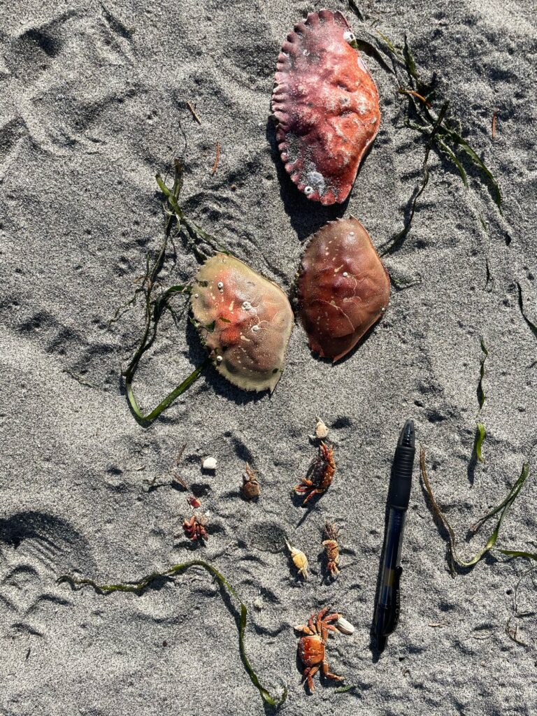 a group of sea shells on the sand (MyCoast AI)