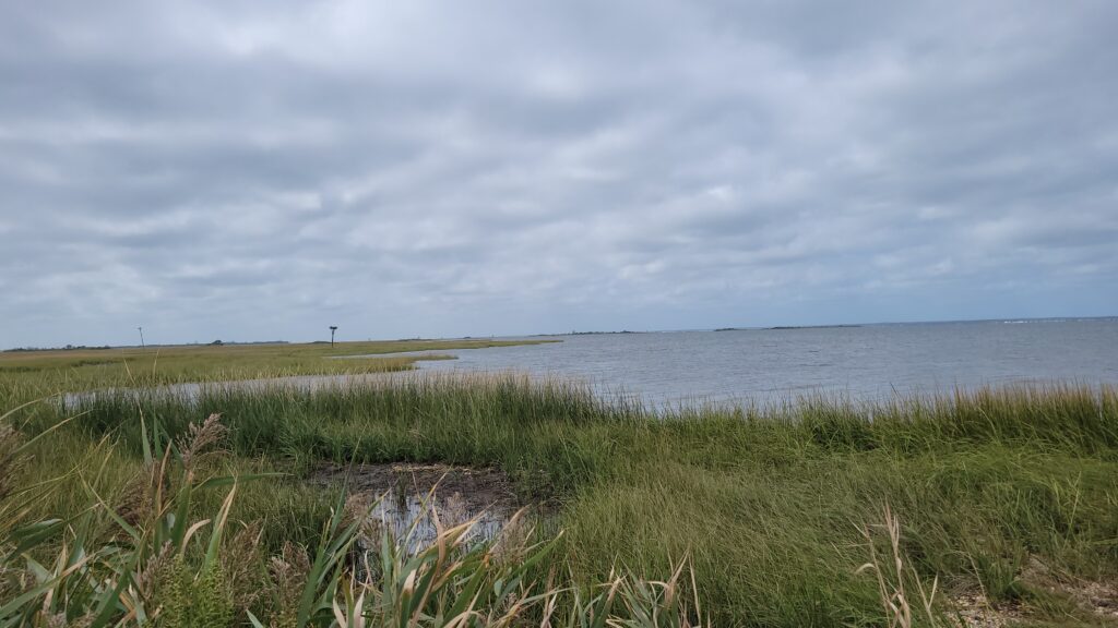 a grassy area next to a body of water (MyCoast AI)