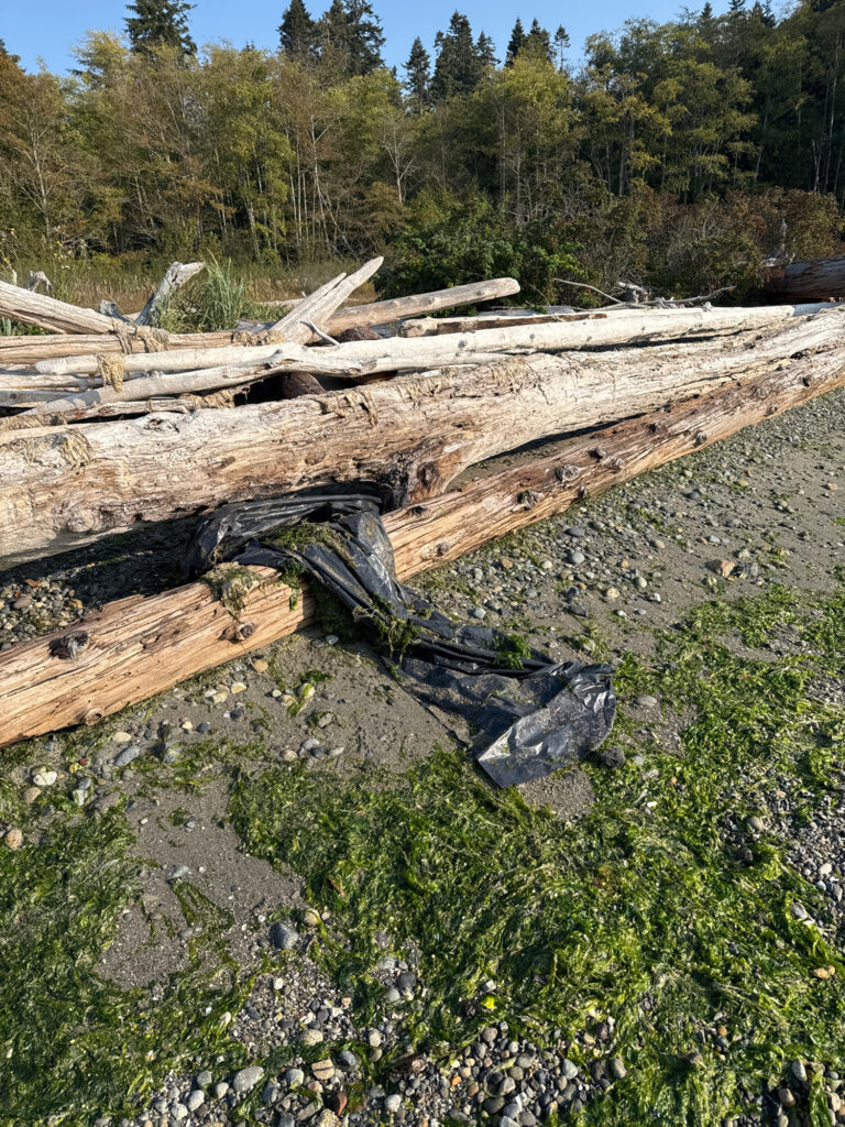 a pile of cut trees (MyCoast AI)