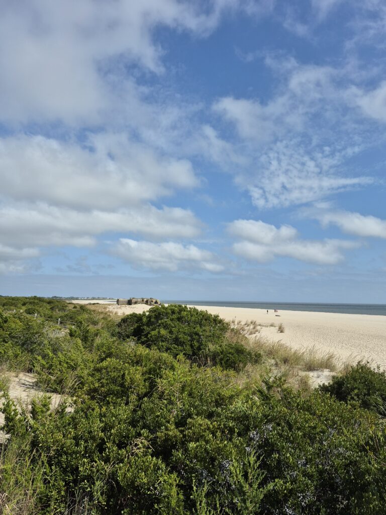a beach with trees and bushes (MyCoast AI)