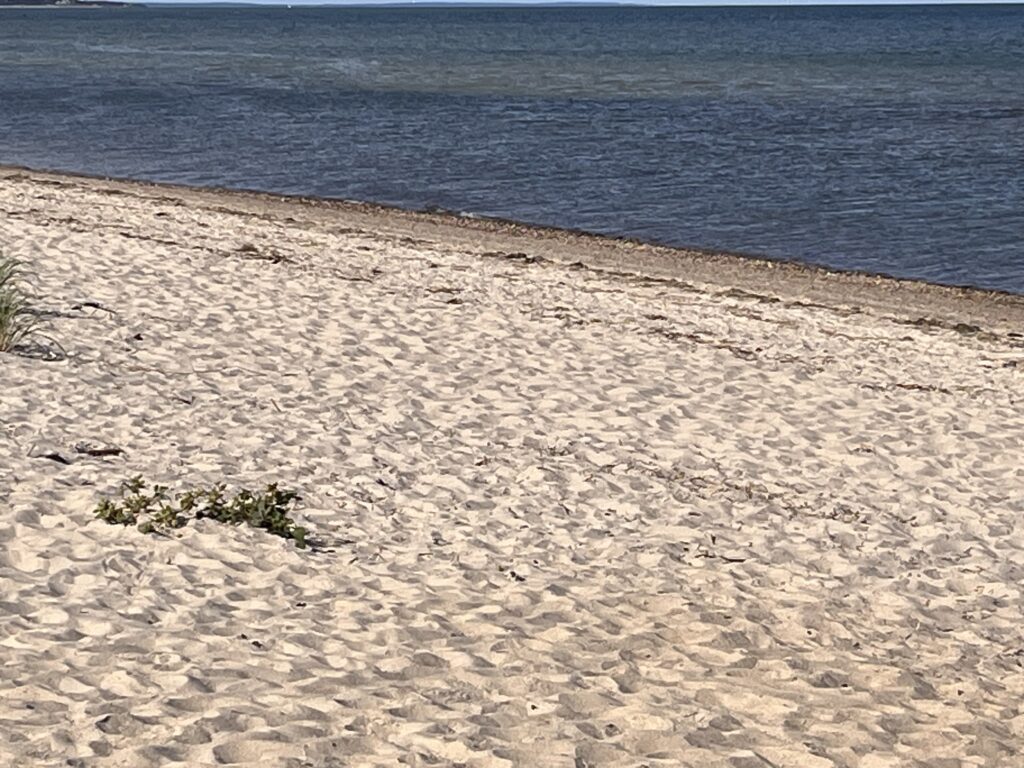 a sandy beach with water in the background (MyCoast AI)