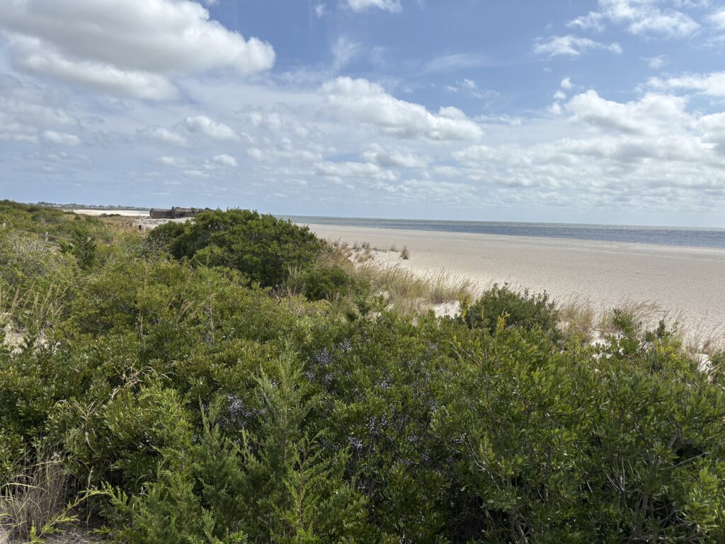 a beach with trees and bushes (MyCoast AI)