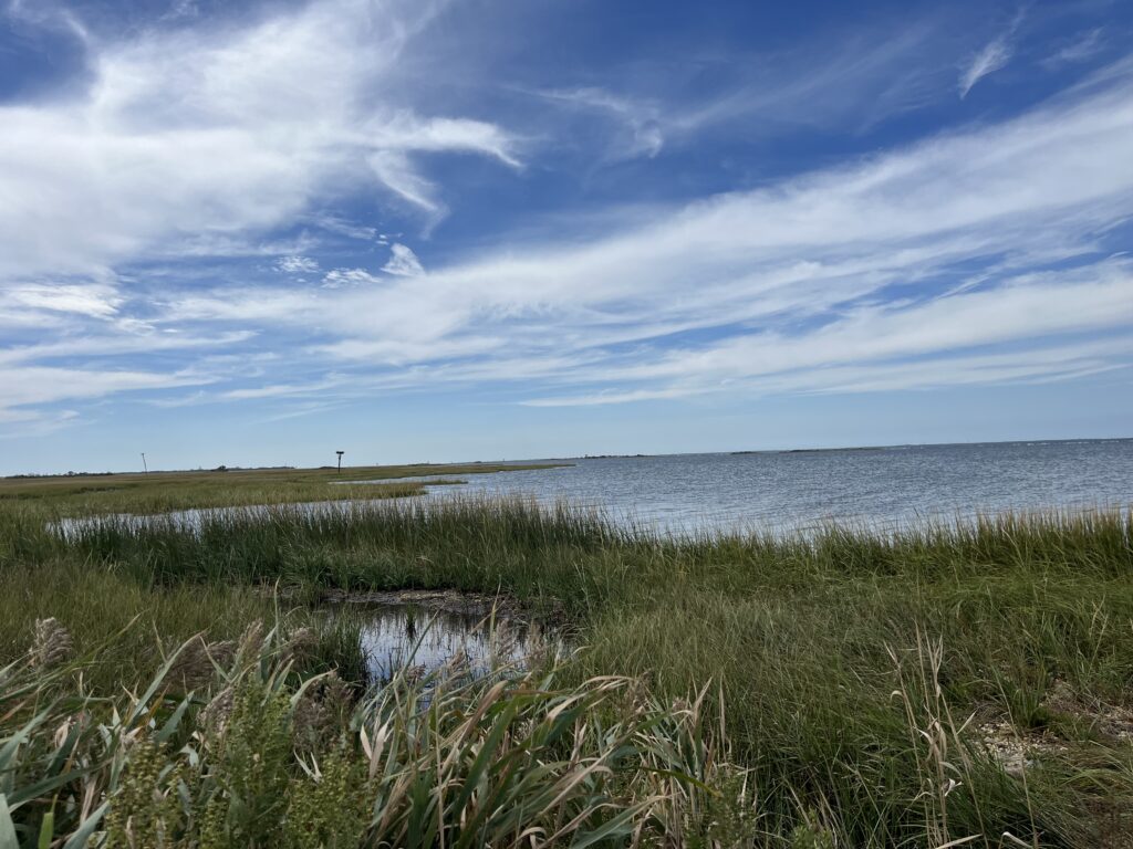 a grassy area next to a body of water (MyCoast AI)