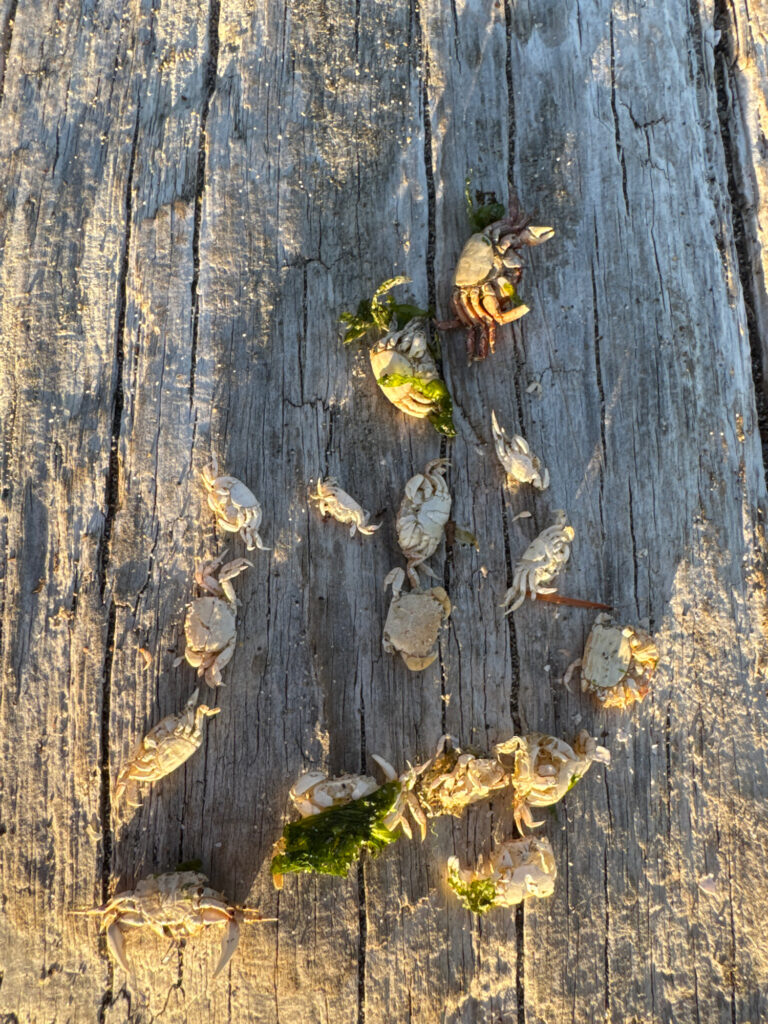 a tree trunk with leaves (MyCoast AI)