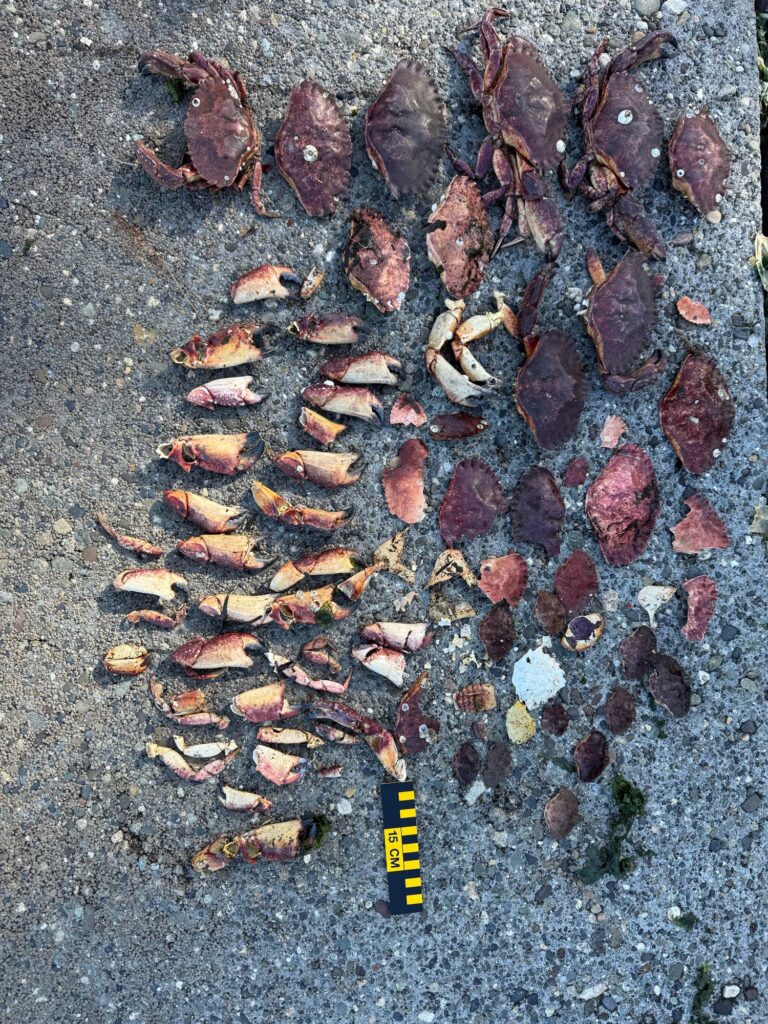a group of fish on a rocky surface (MyCoast AI)