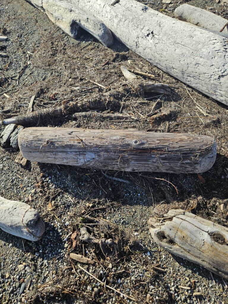 a pile of wood (MyCoast AI)