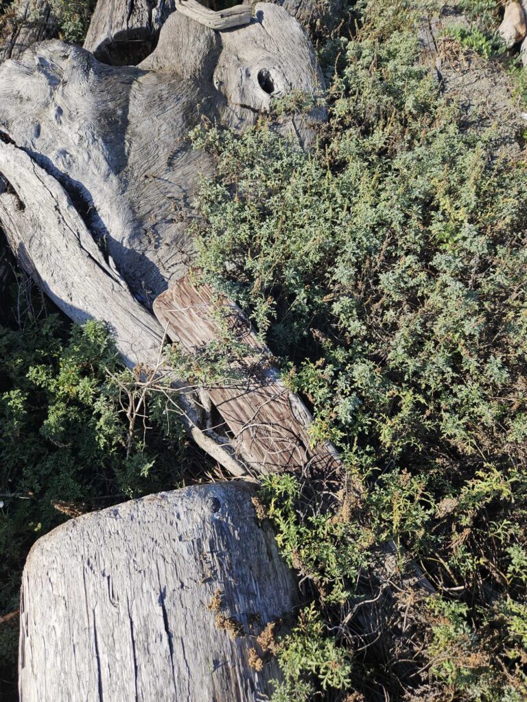a tree stump with a hole in it (MyCoast AI)
