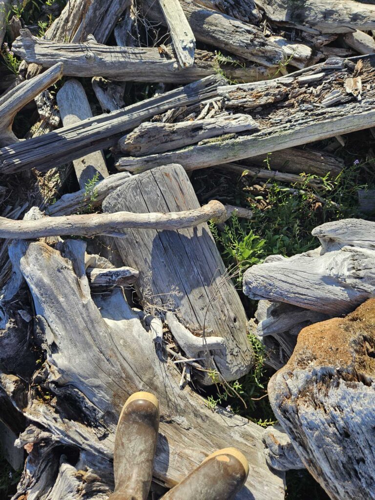 a group of logs (MyCoast AI)