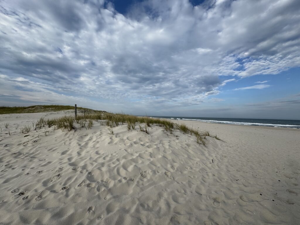a sandy beach with plants and water (MyCoast AI)
